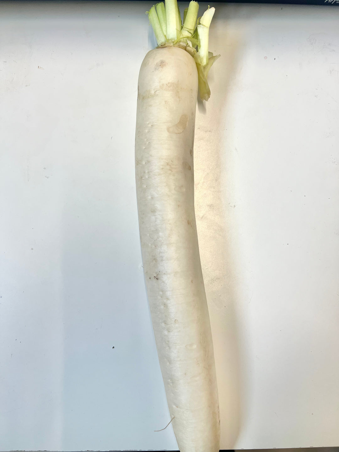 白萝卜 White Mooli Radish